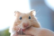 如何避免宠物仓鼠咬人？（掌握正确饲养方法，避免惹急仓鼠）