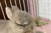 兔子的理想睡眠地点（揭秘兔子最喜欢的舒适睡眠环境）