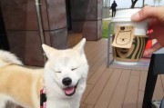 秋田犬的主人可以更换吗？（探究秋田犬换主人的原因及方法）