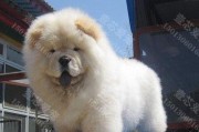 如何为宠物松狮打疫苗？（了解疫苗种类和注射流程）