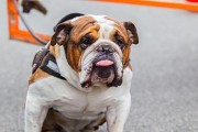 英国斗牛犬的用途和特点（探索英国斗牛犬作为宠物、警犬和助犬的角色）