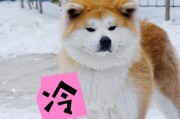 秋田犬（探秘秋田犬价格背后的原因）