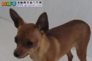 培养健康快乐的小鹿犬生活方式（培养健康快乐的小鹿犬生活方式）