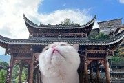 带猫旅游的必备物品及注意事项（让旅途更顺利，带上这些必备物品吧！）