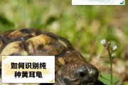 乌龟的奇妙世界（探索乌龟的独特特点与生活方式）