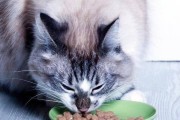 幼猫拉稀了该吃什么食物？（宝贝猫的肠胃问题需要特别关注）