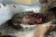 探究猫咪破皮的原因及擦什么可以帮助（保护猫咪皮肤健康的关键）