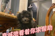 哺乳泰迪的营养饮食指南（为你的泰迪提供健康的母乳）