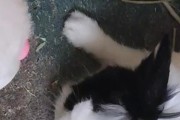 宠物兔的零食选择（宠物兔应避免的食物和推荐的零食种类）