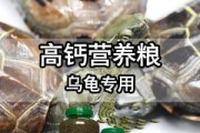 软壳龟的饲养方法（宠物养殖，让你爱上软壳龟）