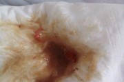 狗狗吃了打虫药会有什么反应？（了解狗狗吃了打虫药后的表现及应对方法）
