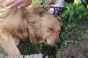 以犬难产——一场危险的生命之战（探索犬难产的原因、症状和治疗方法，助力母犬安全分娩）