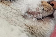 猫嘴角发红的原因及处理方法（探究猫嘴角发红的常见原因和有效解决方案）