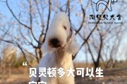 贝灵顿与其他品种的配种（探索贝灵顿犬与其他品种的交配优势，为宠物犬的繁育带来新思路）