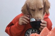 狗狗生病了，如何煮健康的粥来帮助康复？（为你的爱宠做一碗营养粥，让它尽快恢复健康）