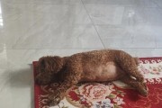 狗肚子胀的原因及预防方法（狗肚子胀的主要症状和处理方法）