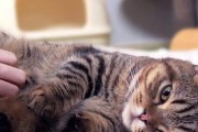 猫咪发烧紧急处理，宠物主人必看！（紧急更新！猫咪发烧该怎么办？）