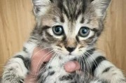 宠物猫出生后多久领养最合适？（为什么出生后0-4个月内领养不合适？）
