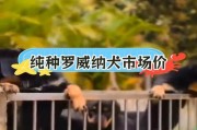 为什么罗威纳不兴奋？（探索罗威纳犬兴奋缺失的原因和解决方法）