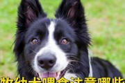 带边牧出门的注意事项（了解关键环节，让你和边牧一起愉快出门）