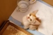 宠物猫咪丢了会自己回家吗？（探讨猫咪丢失后自我回归的可能性及影响）