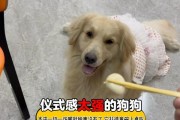 金毛早餐吃什么好？（为你的金毛提供健康早餐，）