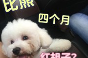 比熊狗的可爱成长之路（可爱的比熊狗小时候长什么样子）