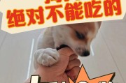 人类食物中狗狗可以吃的10种食物（了解狗狗可以享用的健康美食）