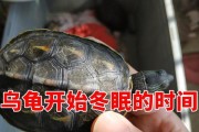 乌龟冬眠的奇特模样（揭秘乌龟冬眠的形态特征及原因）