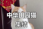 猫咪的品种之多，中华田猫的名贵千百倍！（深入探索猫咪的品种多样性，揭示中华田猫的珍贵身份）