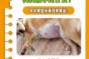 狗儿怀孕多久生的过程与注意事项（了解狗儿的生育周期及保健计划）