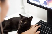 应对猫毛过敏的有效方法（减轻猫毛过敏反应的科学护理策略）