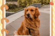金毛犬禁食清单（了解金毛犬禁食清单，保护您的爱犬健康）