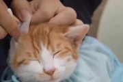 为什么对猫过敏？（探索猫过敏的原因和解决方法）