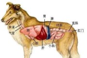 狗心脏病的检查与诊断（了解狗心脏病的常见检查方法，帮助及早发现问题）