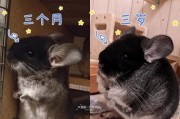 龙猫小时候的饮食习惯（探寻龙猫成长的秘密）