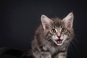 小猫的叫声与意义解析（揭秘小猫叫声背后的内涵及传达方式）