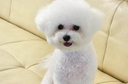 男人适合养什么样的狗？（选择合适伴侣的关键在于狗的特质）