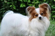 蝴蝶犬（了解蝴蝶犬的品种特点及养护方法）