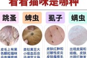 猫咪的常见寄生虫及防治方法（了解猫咪的常见寄生虫种类，保护我们的毛茸伙伴）