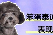 泰迪和其他狗狗的玩耍益处（泰迪狗与其他狗狗互动的好处与方法）