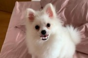 博美犬的狗配种选择（为你的博美犬寻找最佳配偶）
