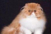 探寻波斯猫的珍贵之色（揭秘波斯猫品种中最稀缺的毛色）