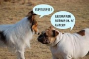 遛狗的最佳时间是什么时候？（为了狗狗的健康和幸福，选择正确的遛狗时间是至关重要的）