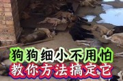 狗细小（探究狗细小病毒的症状、治疗和预防方法）