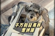 探究泰迪的早晨生活习惯（以醒来时间为切入点，揭示泰迪宝宝的生活规律与喜好）