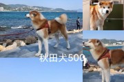 秋田犬价格高的原因和背后的故事（秋田犬卖多少钱？为什么秋田犬如此昂贵？）
