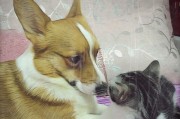 如何让猫狗和平相处