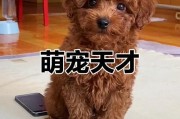 泰迪拉毛维持多久的技巧与方法（轻松掌握泰迪毛发护理的关键，让你的宠物始终保持美丽可爱）