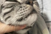 猫咪口腔溃疡（揭开猫咪口腔溃疡的原因和处理技巧）